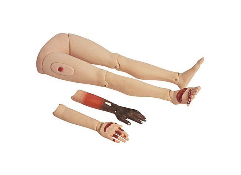 HL/G110-4 Trauma limbs model