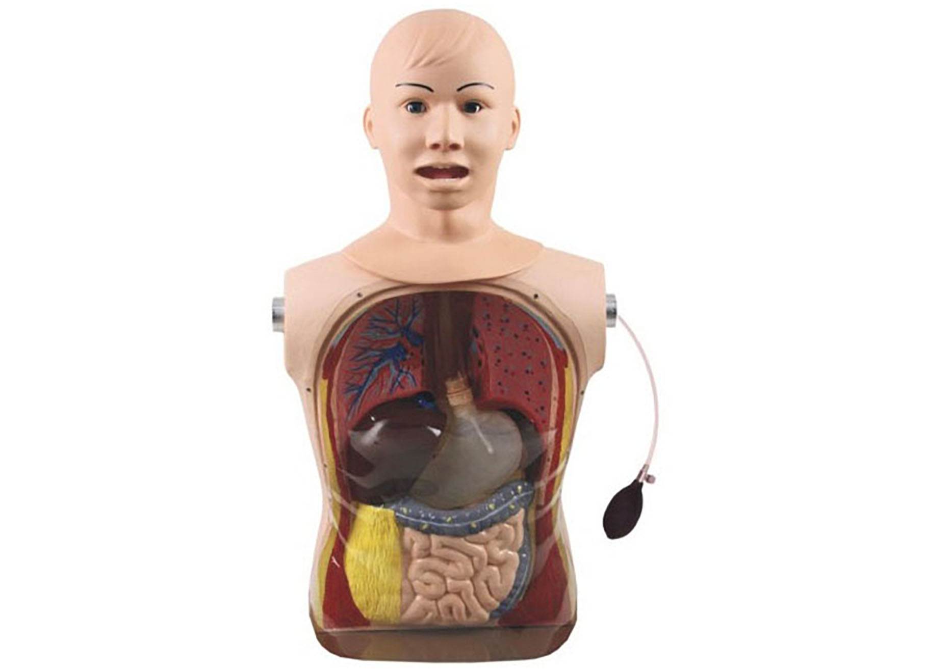 HL/H81 Nasogastric Feeding and Tracheal Care Simulator