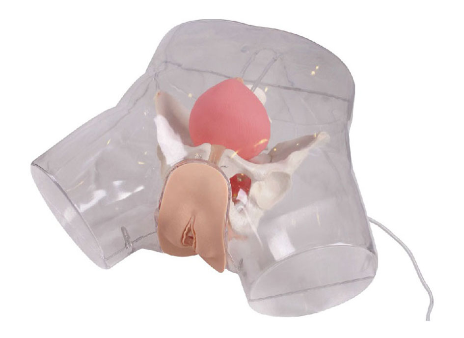 HL/D2 Transparent Female Catheterization Model