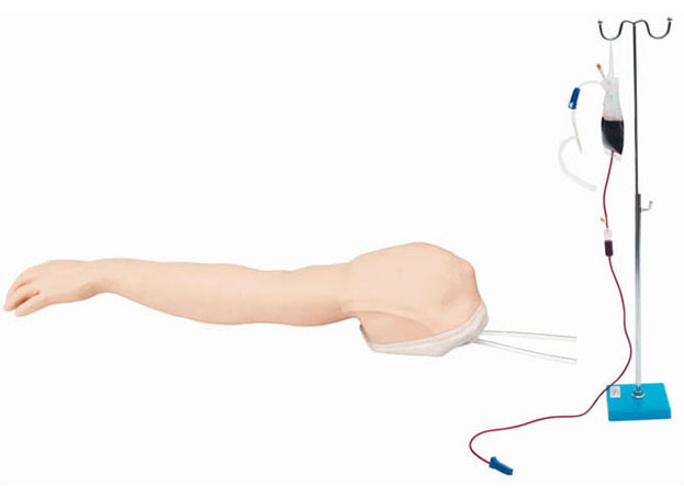 HL/S8 Venipuncture and Injection Training Arm Model