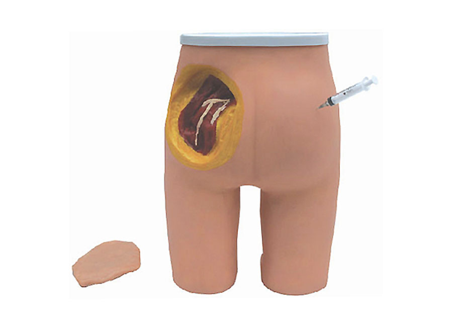 HL/T3 Buttocks Intramuscular Injection & Anatomic Structure Model