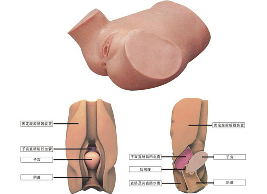 HL/F51 Vaginal Culdocentesis Simulator