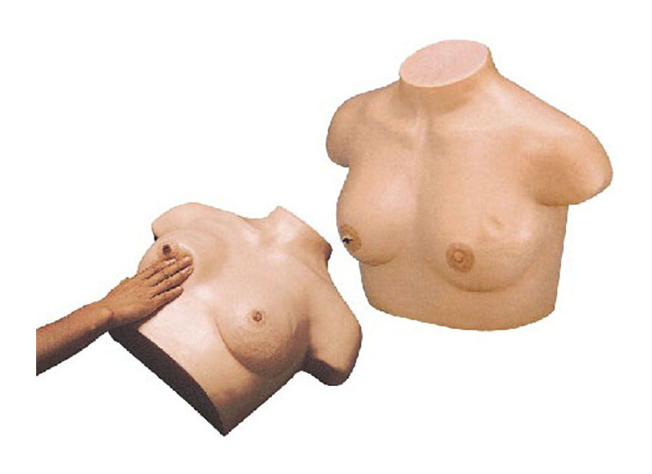 HL/14A Inspection and Palpation of Breast Model
