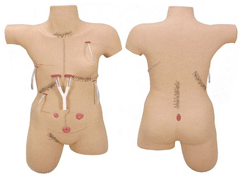 HL/LV18 Surgical Suture & Bandage Model