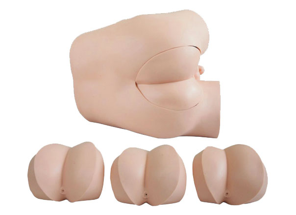 HL/LV39 Rectal Touch Examination Simulator