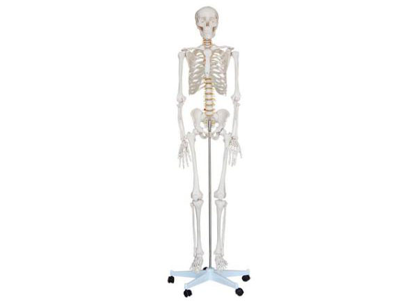 HL/X101 Human Skeleton Model 170cm