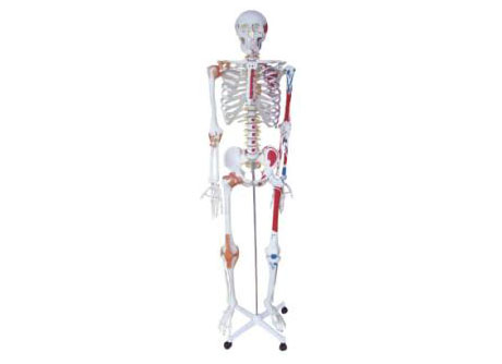 HL/X101A Human Skeleton With Painted Muscle And Ligament Model 170cm