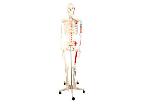 HL/X101B Human Skeleton With Half Side Painted Muscle Model 170cm 