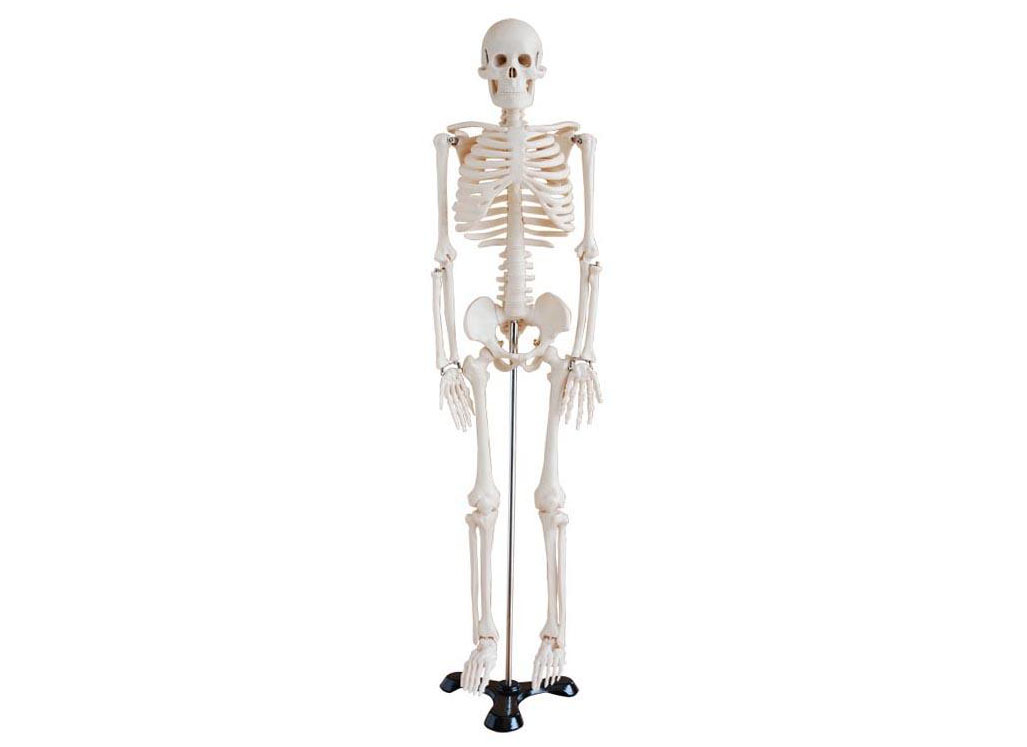 HL/X102 Human Skeleton Model 85cm 