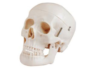 HL/X104 Skull Model 
