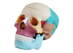 HL/X104C Skull Separation Model