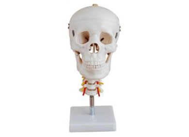 HL/X135 Skull with cervical column model 