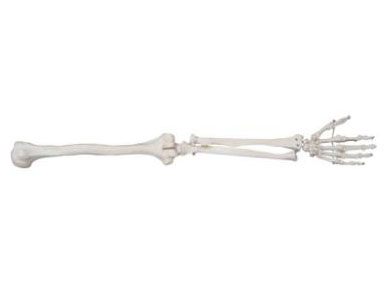 HL/X121 Arm Bone Model 