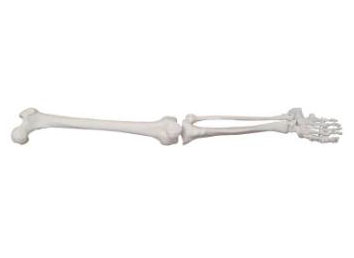 HL/X122 Lower Limb Bone Model 