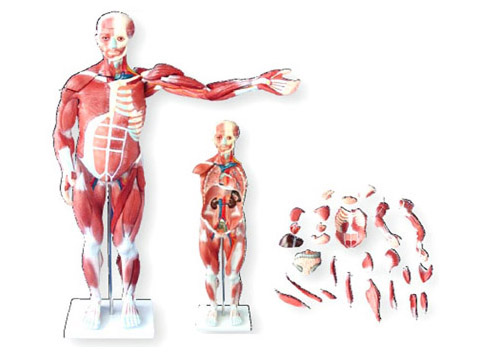 HL/X334 Human Muscle Model Male(27 Parts)