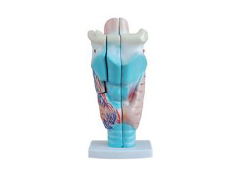 HL/X301 Magnified Human Larynx Model