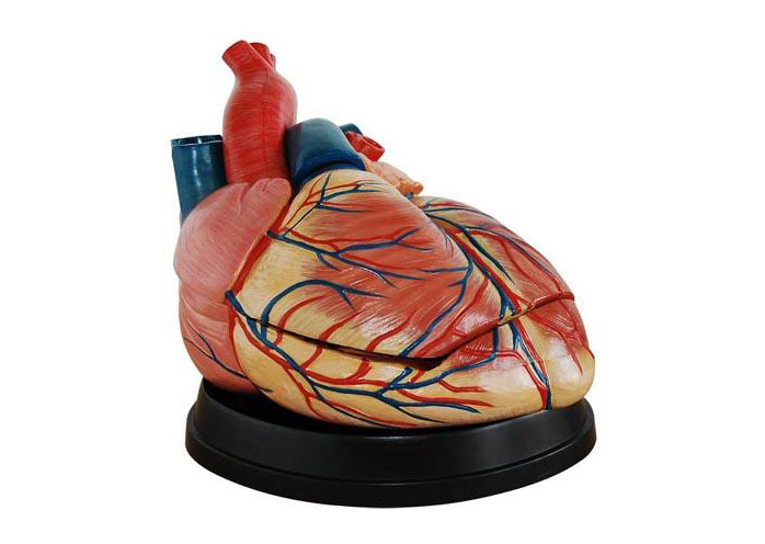 HL/X307C New style Jumbo Heart Model