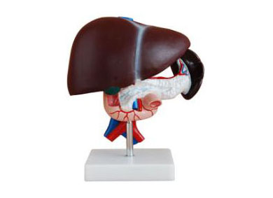HL/X311 Liver,Pancreas and Duodenum Model