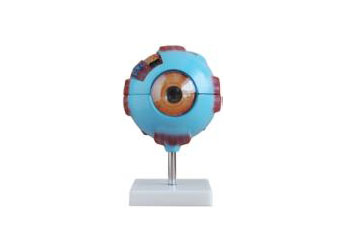 HL/X316 Giant Eye Model
