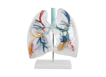 HL/X330 Model of the Transparent Lung Segment