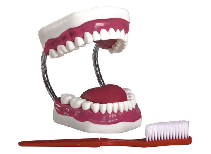 HL/K1 Dental Care Model(28pcs)