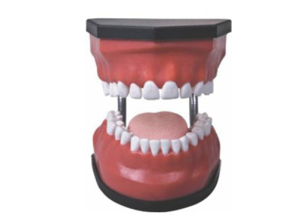 HL/K3 Luxurious Dental Care Model(32pcs，Backout)