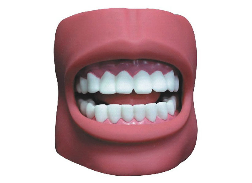 HL/K4 Luxurious Dental Care Model(32pcs，Backout)